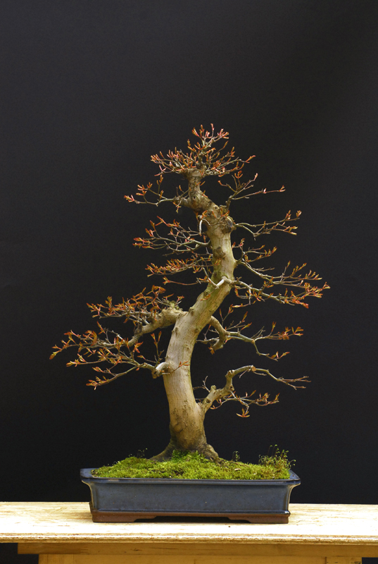 Bonsai