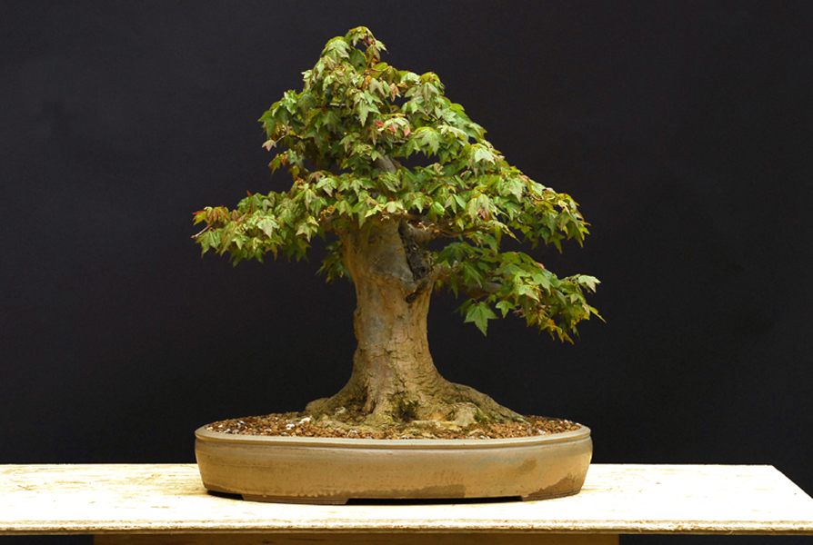 Bonsai