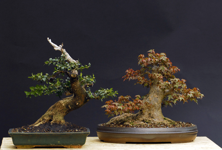 Bonsai