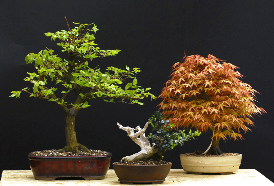 Bonsai