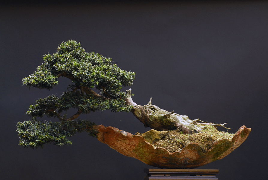 Bonsai