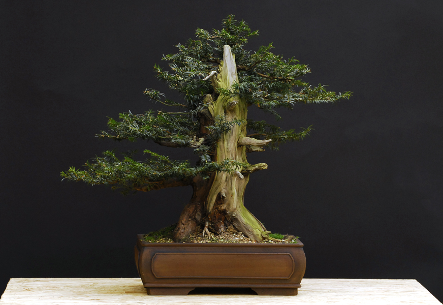 Bonsai