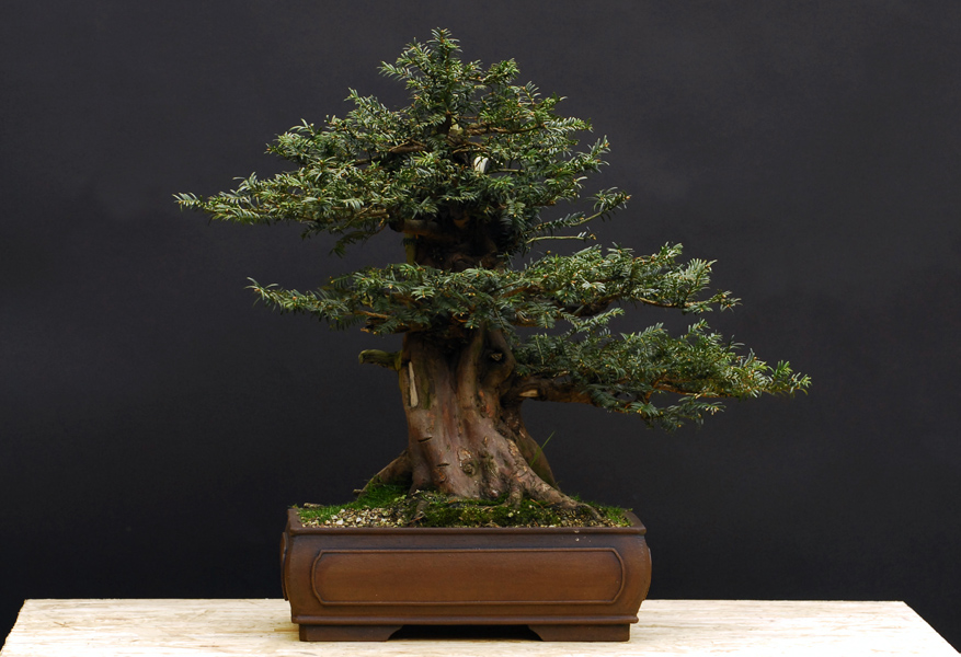 Bonsai