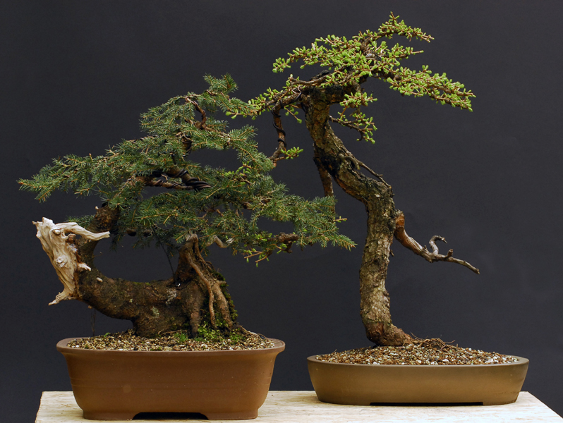 Bonsai