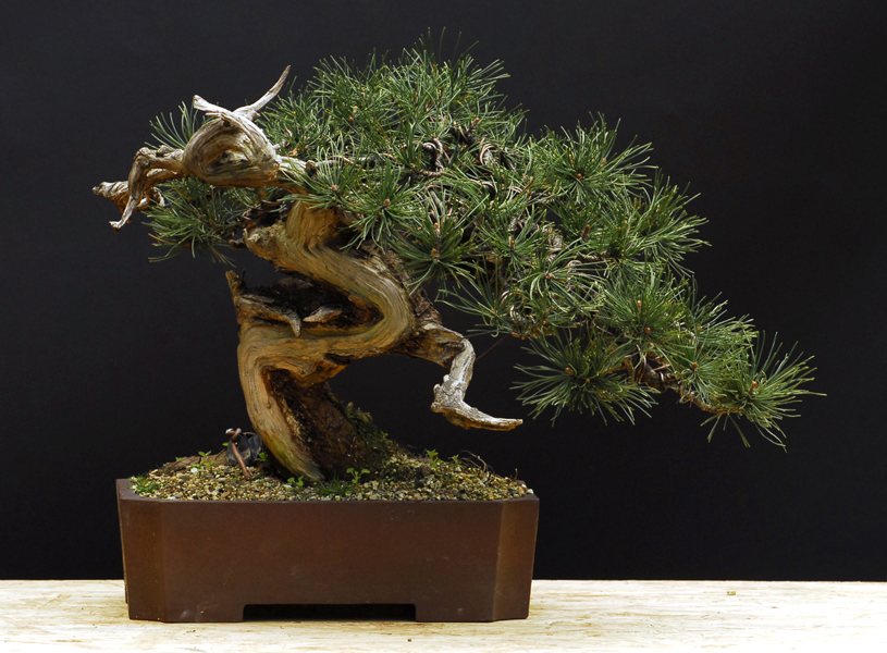 Bonsai