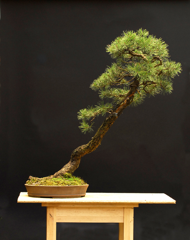 Bonsai