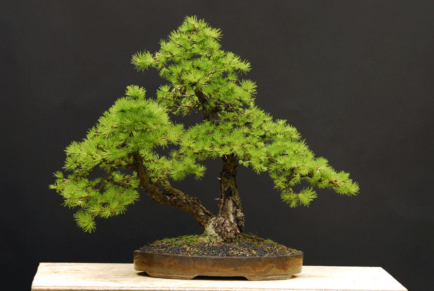 Bonsai