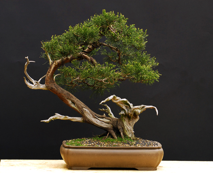 Bonsai