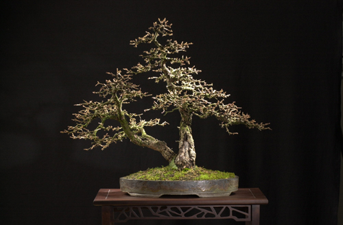 Bonsai