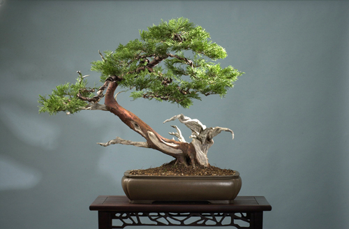 Bonsai