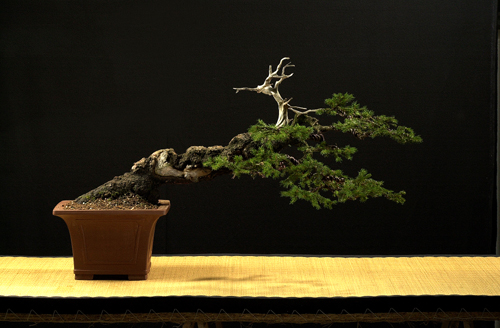 Bonsai