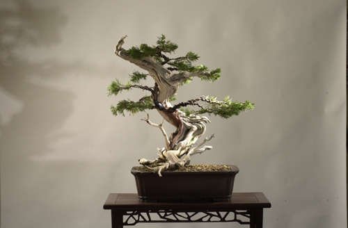 Bonsai