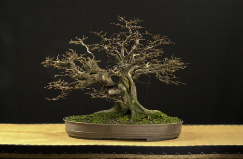 Bonsai